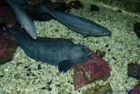 Für größeres Bild bitte klicken!